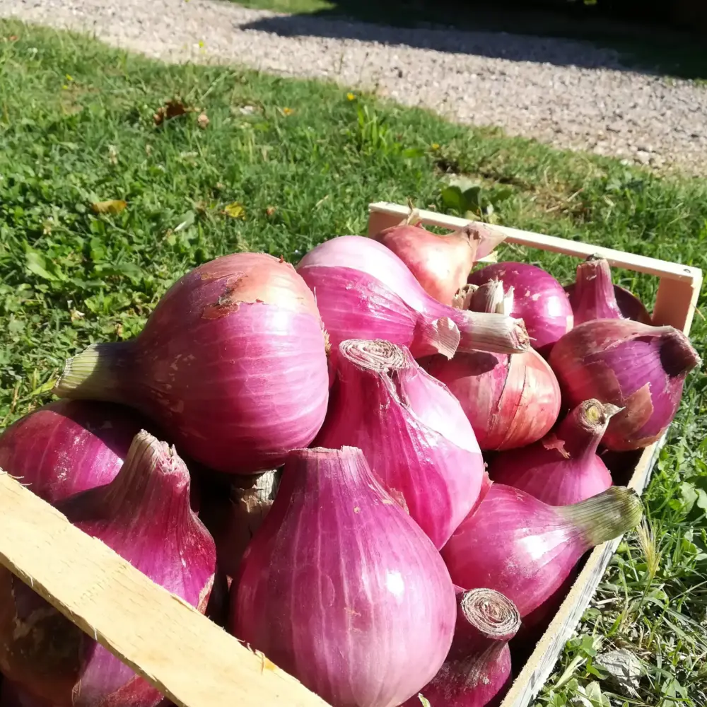 Suasa onion